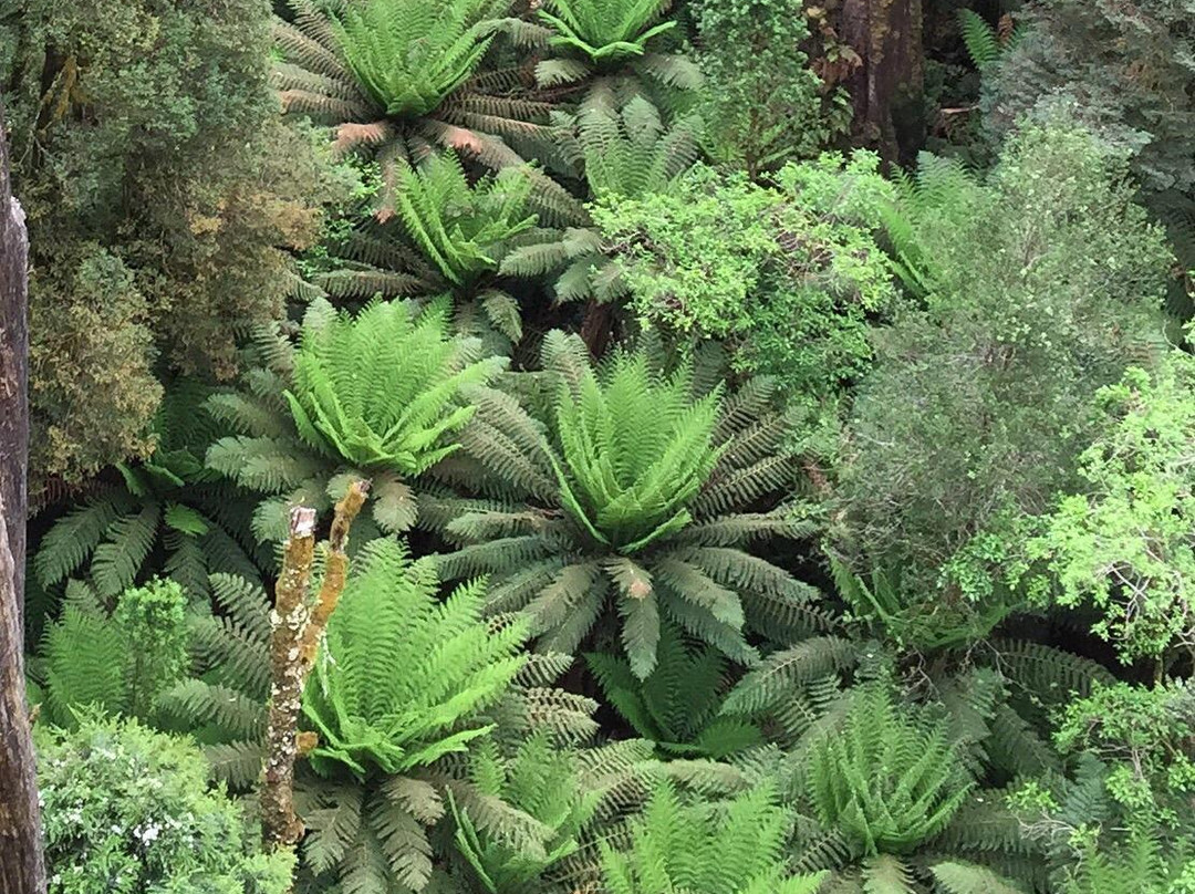 奥特威树顶探险之旅景点图片