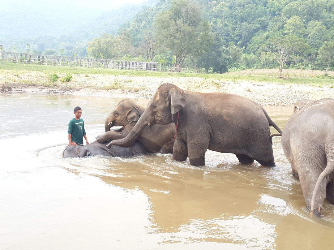 Happy Elephant Home-夜登必去景点