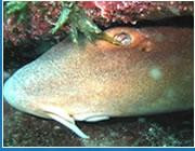 Barracuda Diving India-巴格海滩必去景点