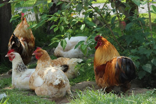 探索Flancourt-Catelon