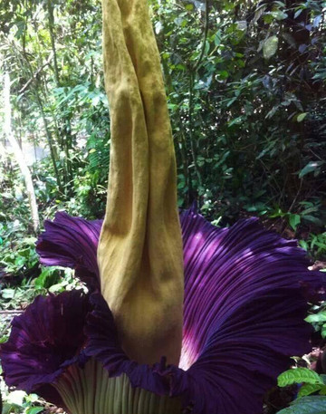 Bedudal Advenculture Tours-武吉丁宜必去景点