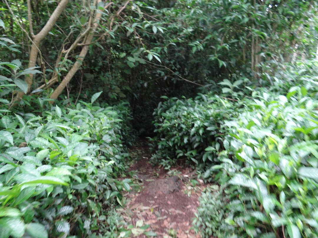 Le Labyrinthe En-Champ-Thé景点图片