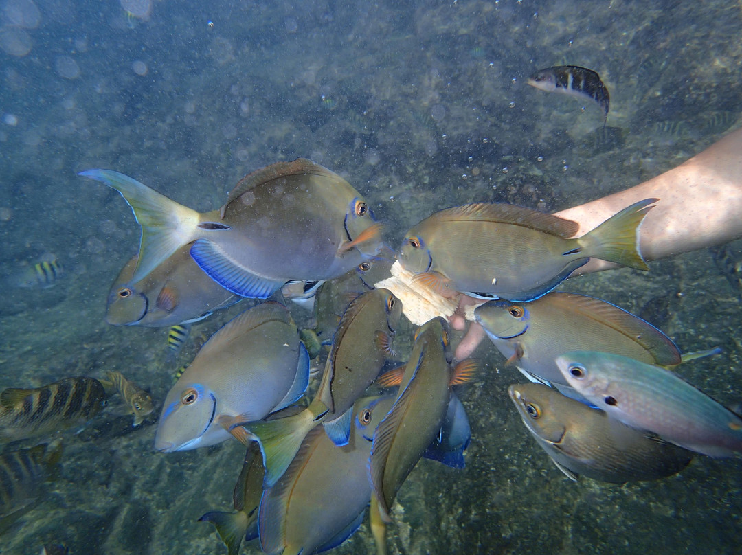 Aruba Sunrise Tours-萨瓦内塔必去景点