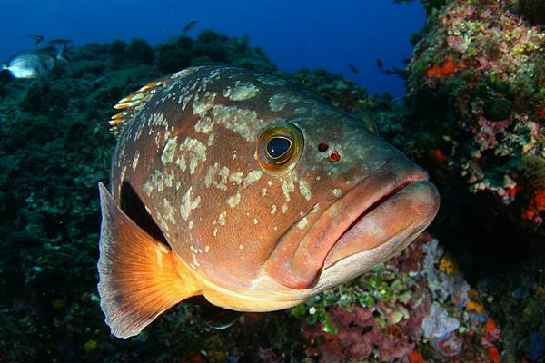 Greenwichdiving - Centro de Buceo-阿尔特阿必去景点