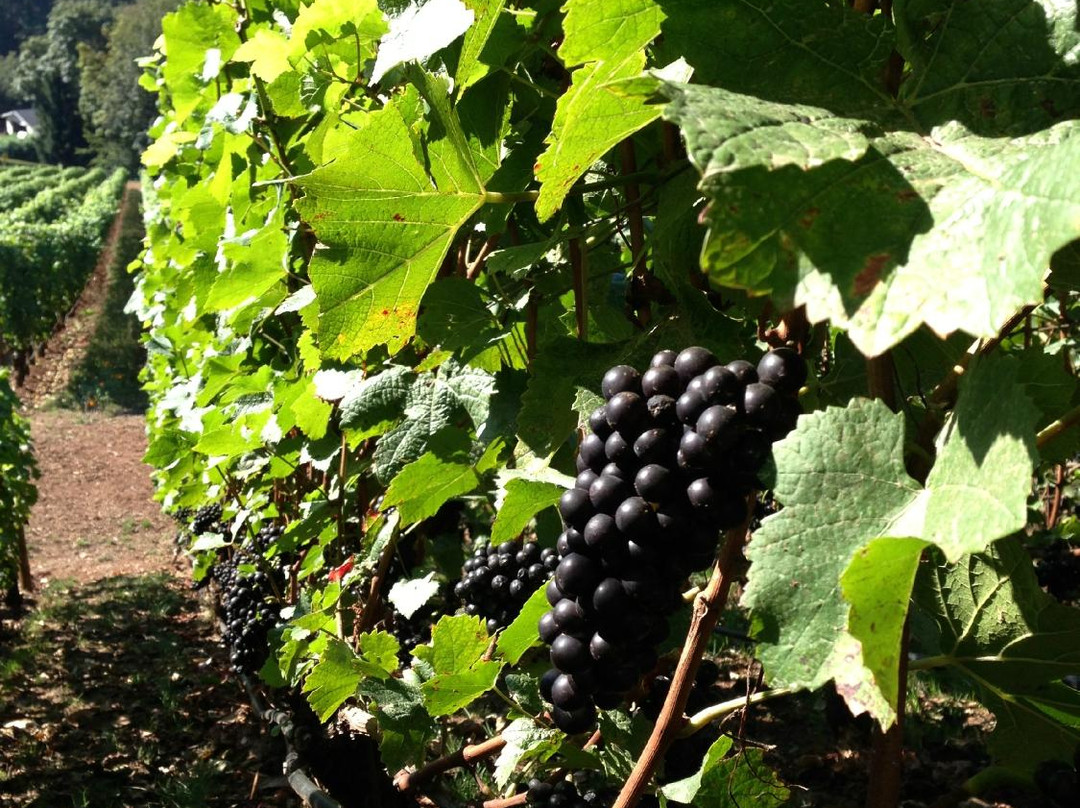 Cellar Door Wine Tours-Lafayette必去景点