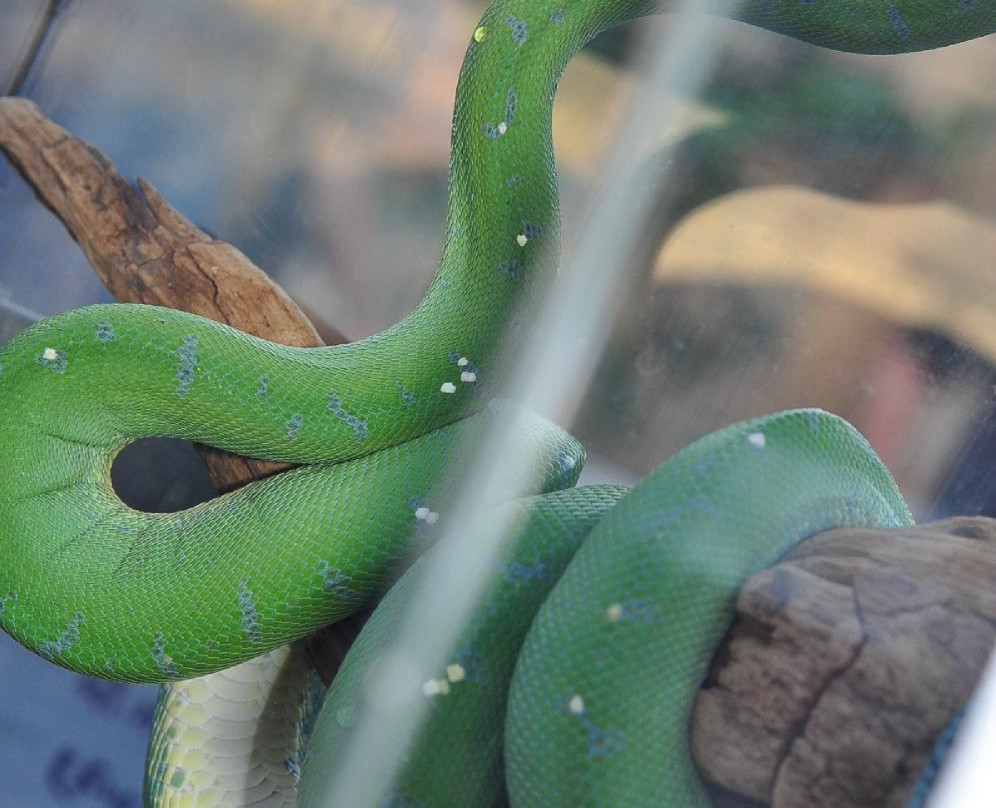 Katzrin Reptile Center-Katzrin必去景点