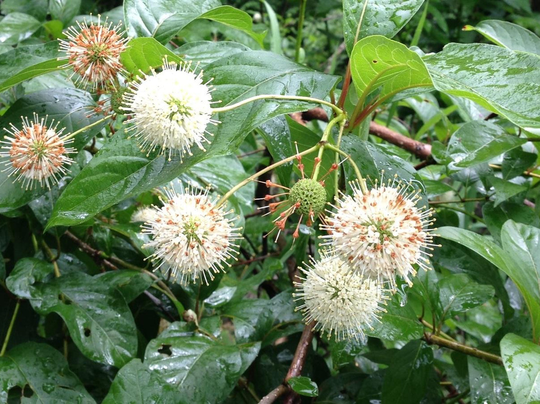 Eloise Butler Wildflower Garden and Bird Sanctuary-明尼阿波利斯必去景点