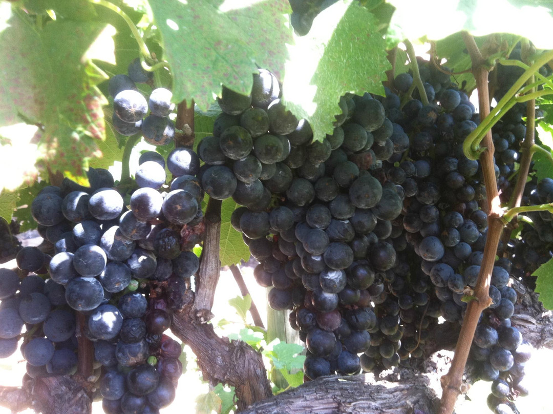 Helenbach Winehause & Candle Boutique-海伦必去景点