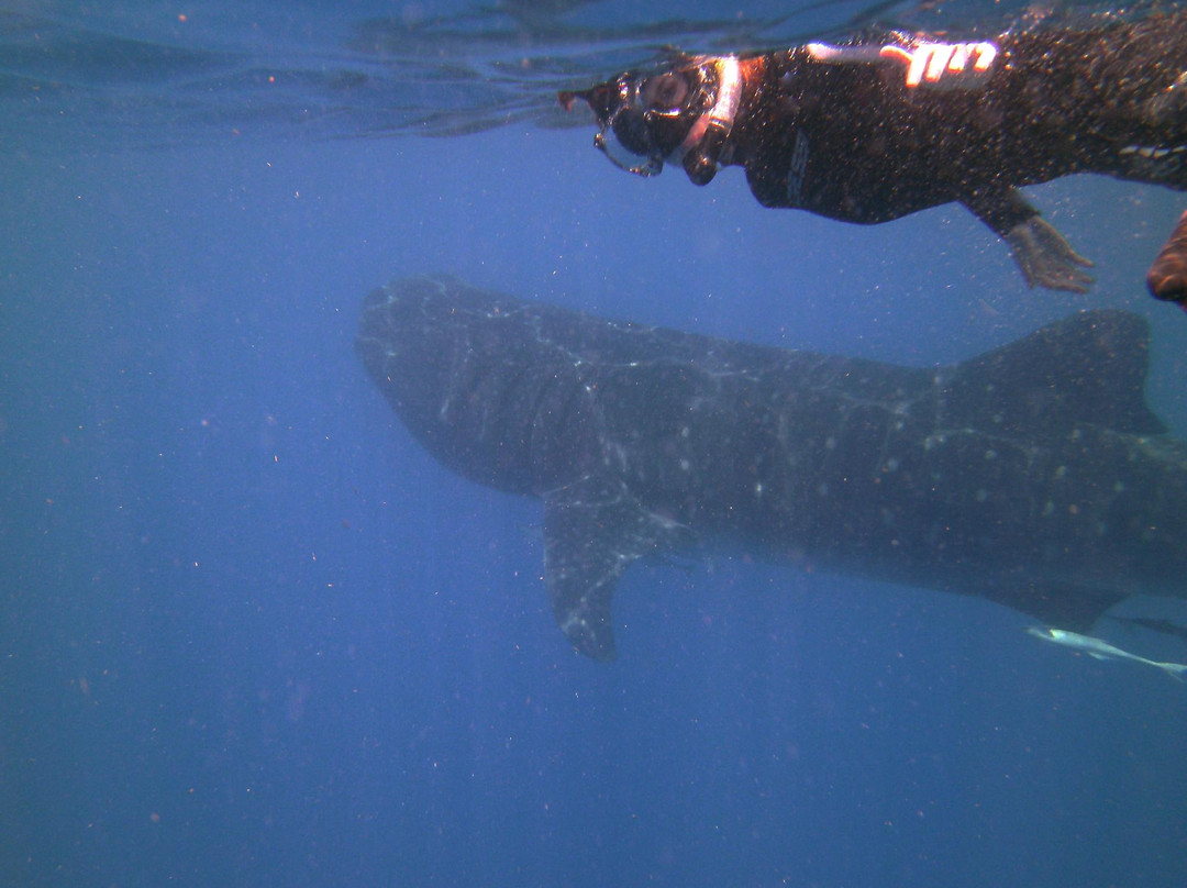 Holbox Whale Shark Tours-Holbox Island必去景点