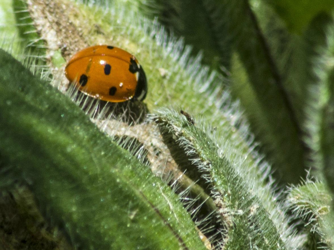 South Arkansas Arboretum-El Dorado必去景点