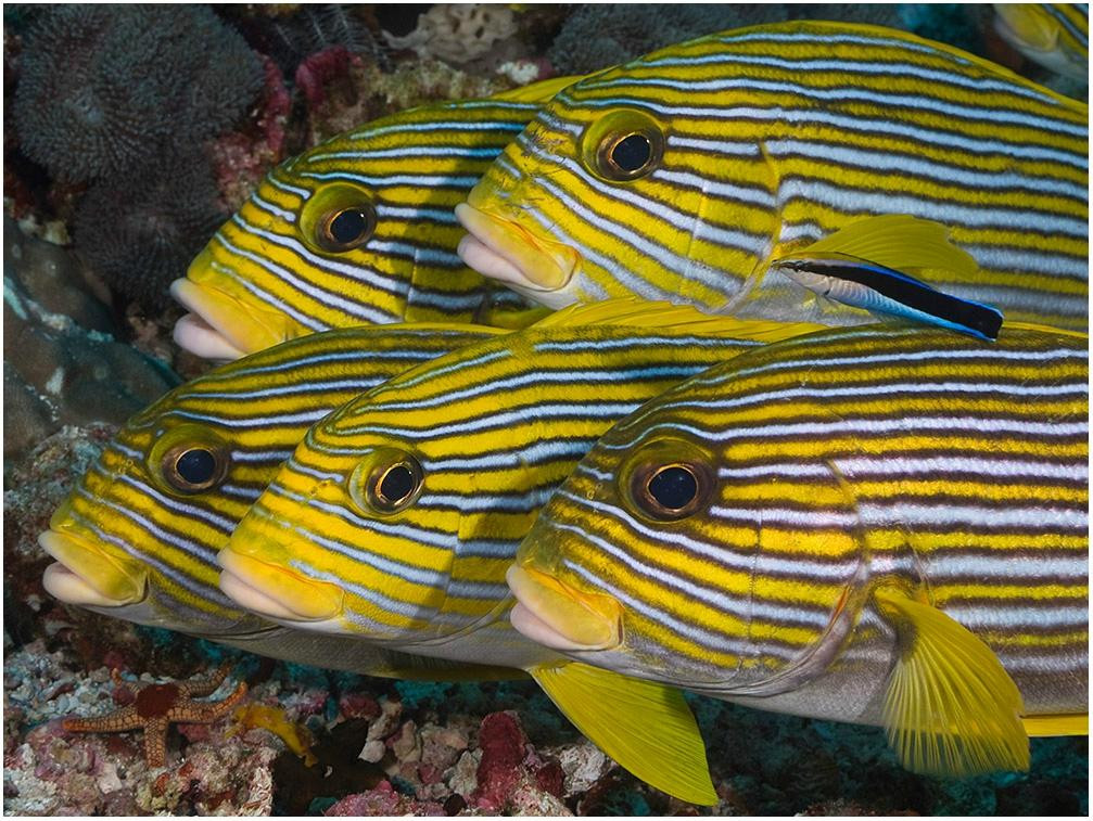 Reef Wreck and Critter - Underwater Photography-图兰本必去景点