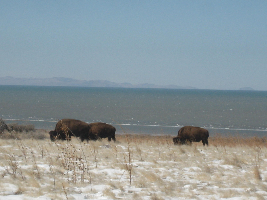 羚羊岛州立公园-Syracuse必去景点