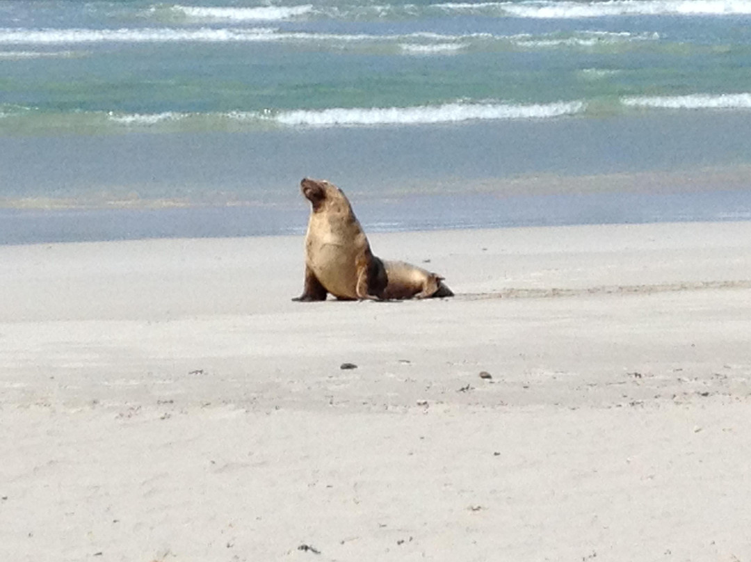 Kangaroo Island Wilderness Tours-袋鼠岛必去景点
