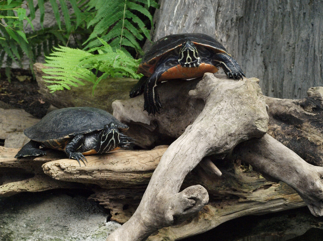 North Carolina Aquarium on Roanoke Island-Manteo必去景点