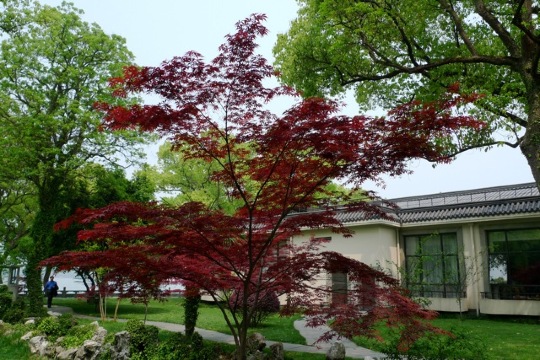 杭州西湖柳莺里酒店-客卧