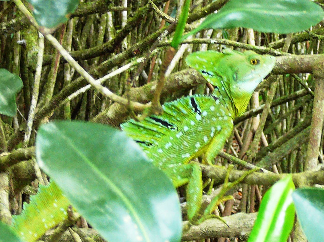 Greenway Nature Day Tours-利蒙港必去景点
