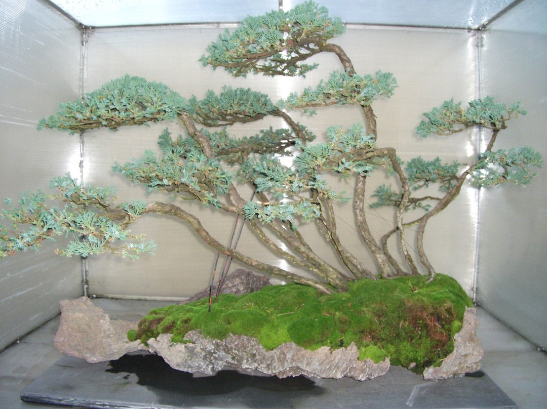Pacific Bonsai Museum景点图片