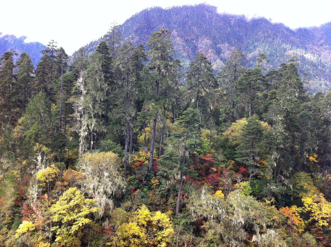 南伊沟-米林县必去景点