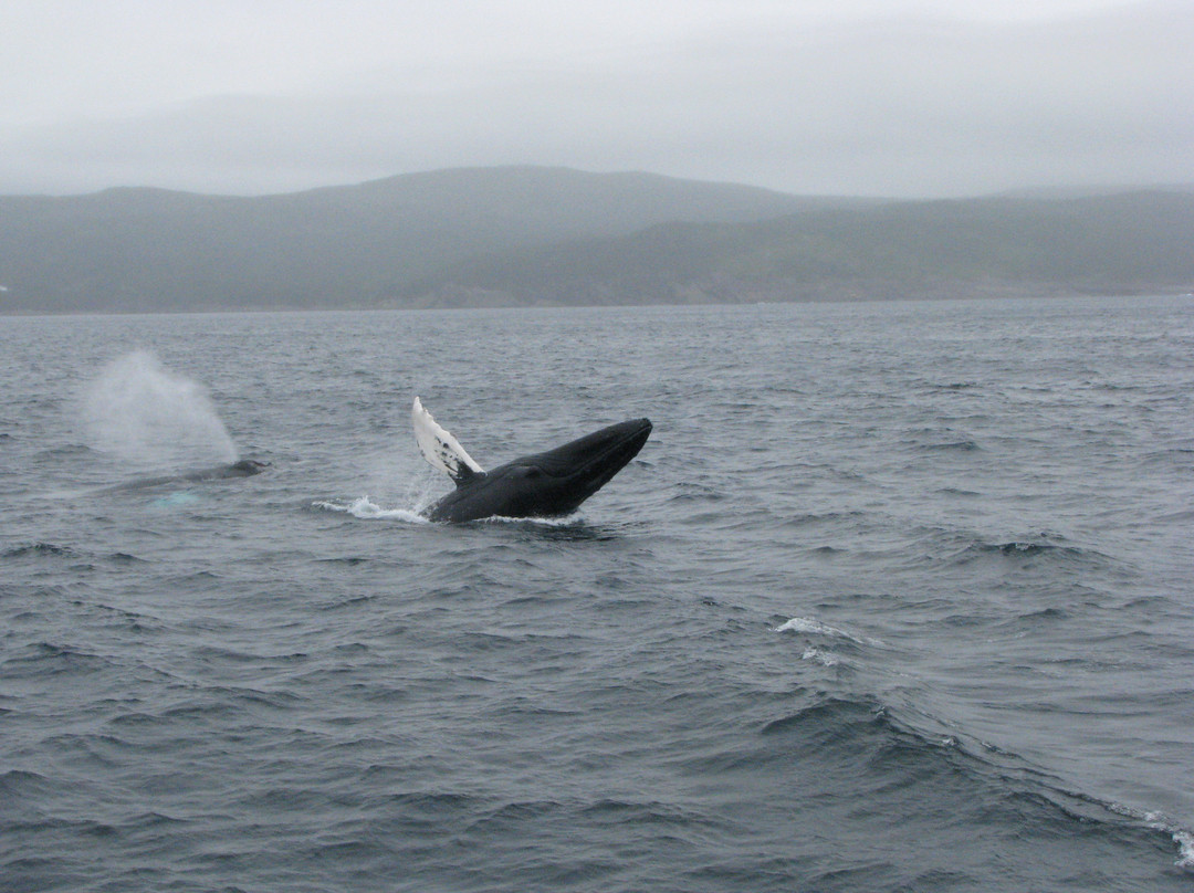 Gatherall's Puffin and Whale Watch-Bay Bulls必去景点