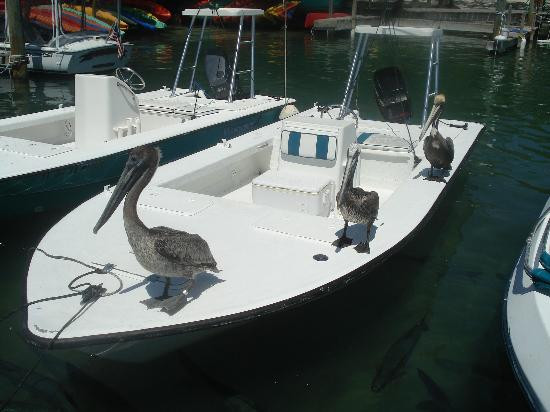 Robbie's of Islamorada-伊斯拉摩拉达必去景点