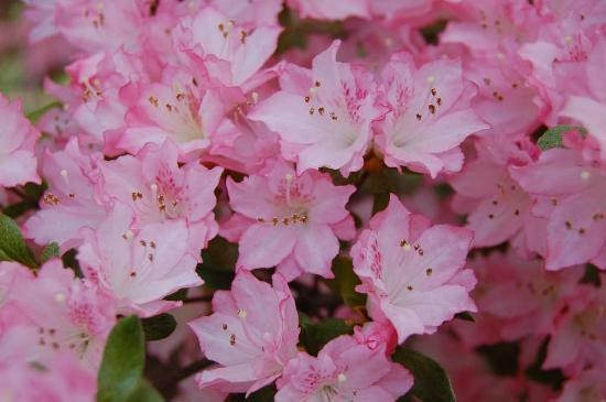 Callaway Resort & Gardens-Pine Mountain必去景点