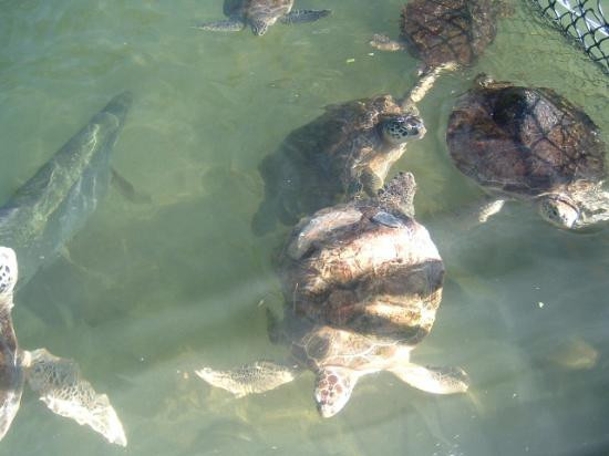 The Turtle Hospital-马拉松必去景点