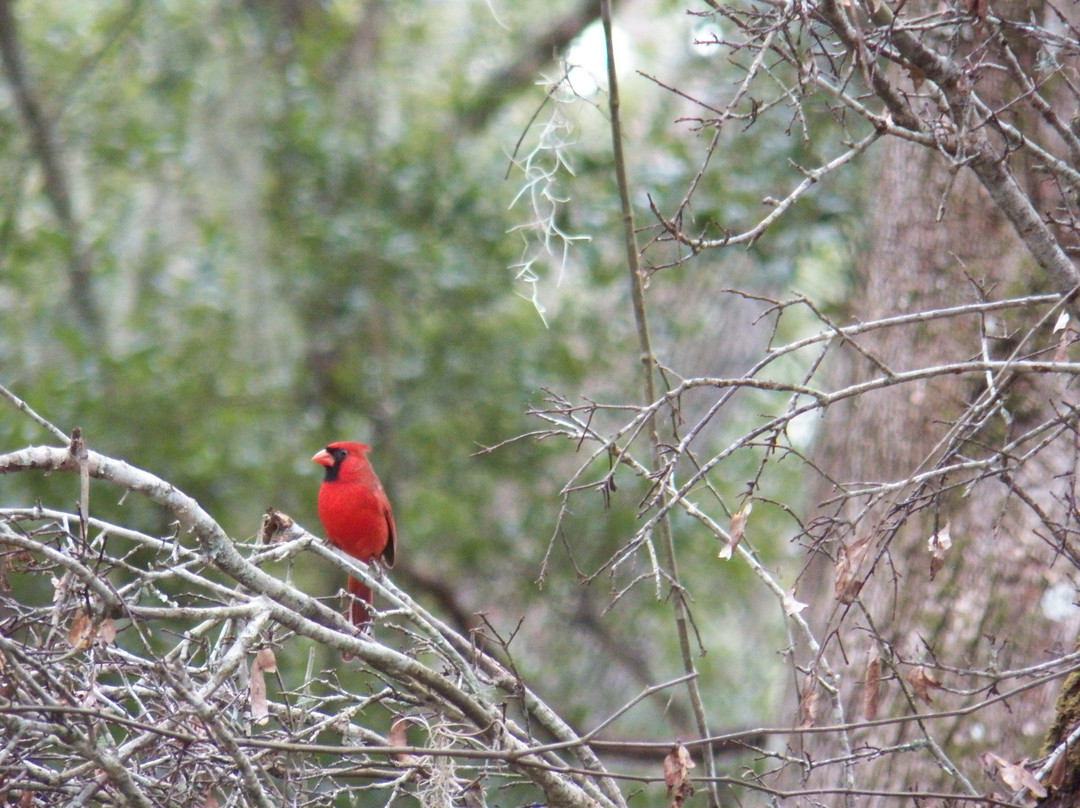 Ocala National Forest-Umatilla必去景点