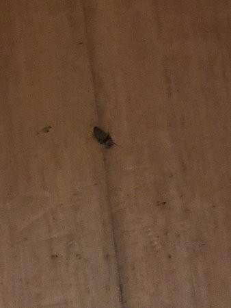 Palms Oasis Motel主图