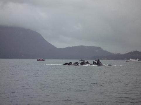 Weather Permitting Alaska - Whale Watching-朱诺必去景点