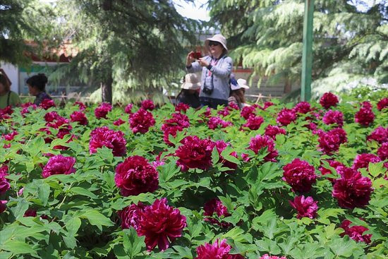 神州牡丹园洛阳牡丹花会-洛阳市必去景点