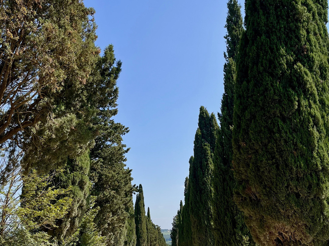Castiglion del Bosco Winery景点图片