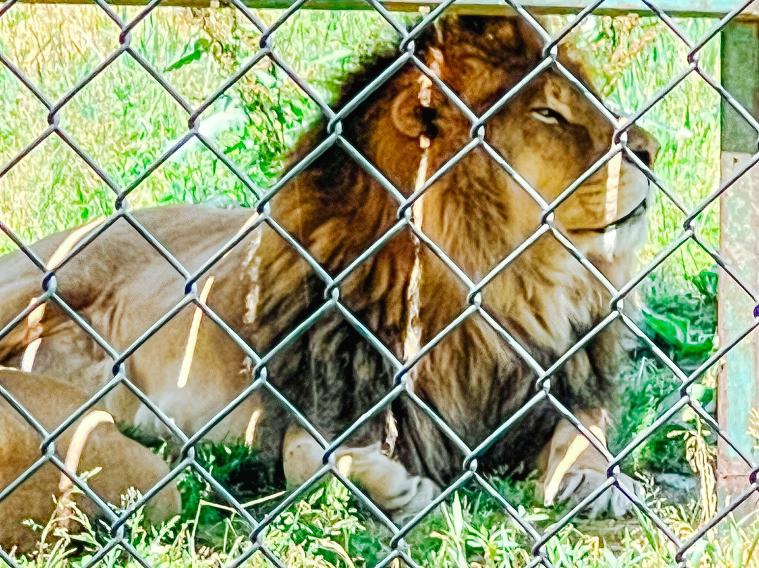 Noah's Lost Ark, Inc.-Berlin Center必去景点