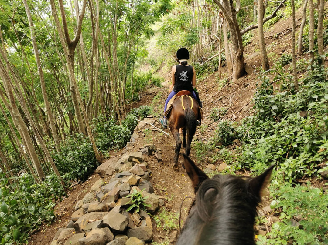 Nuku-Hiva on horseback景点图片