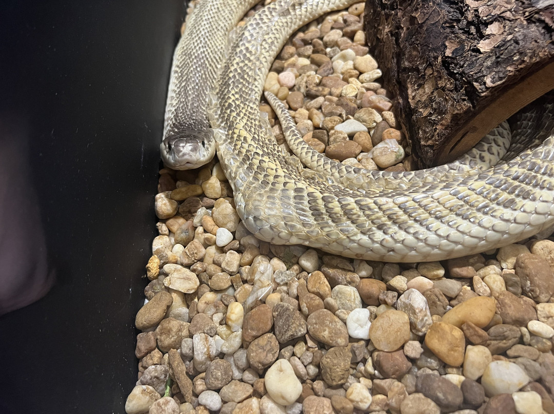 Reptile World Serpentarium-圣克劳德必去景点