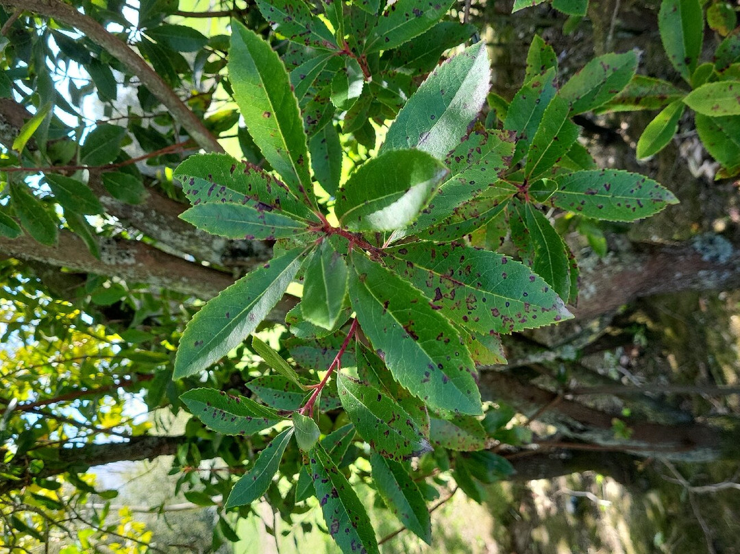 Parque da Cidade景点图片