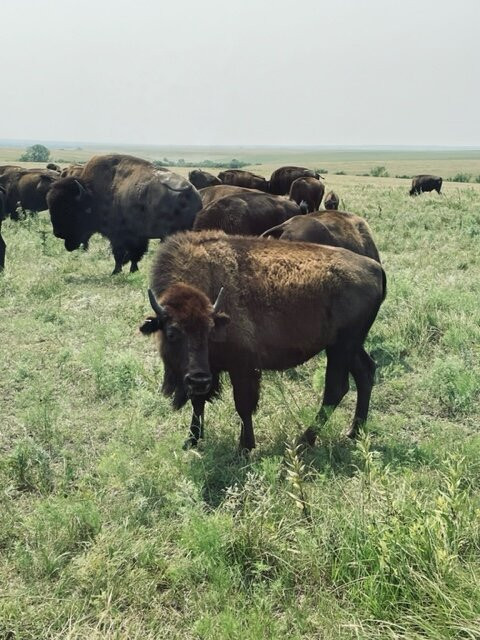 Tallgrass Prairie National Preserve景点图片