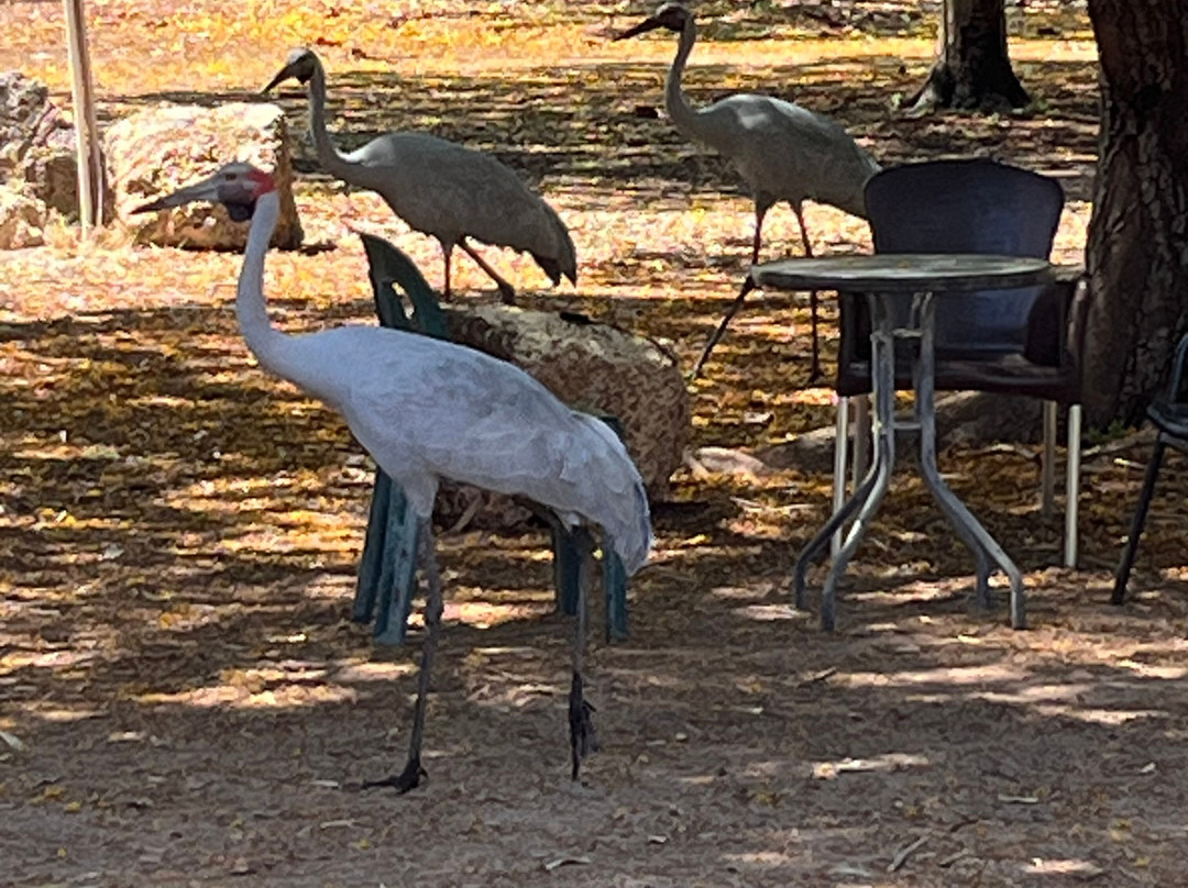 Far Out Adventures-达尔文市必去景点