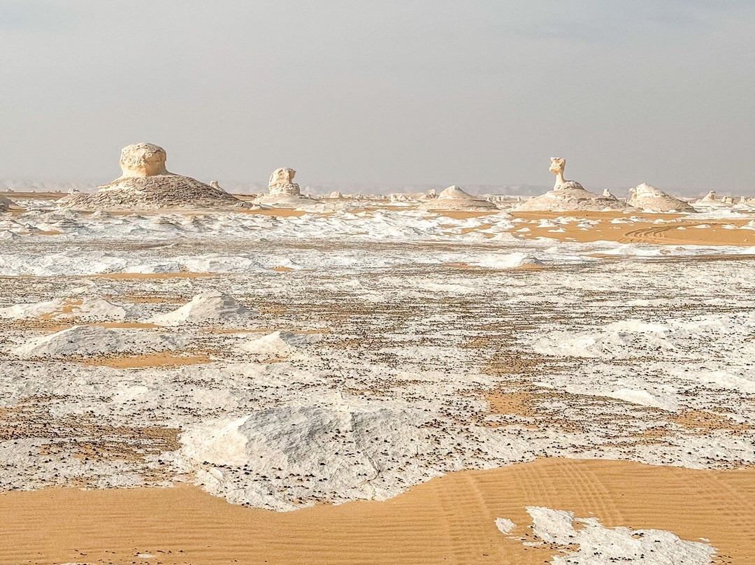 Desert Treasures Tours - Day Tours景点图片