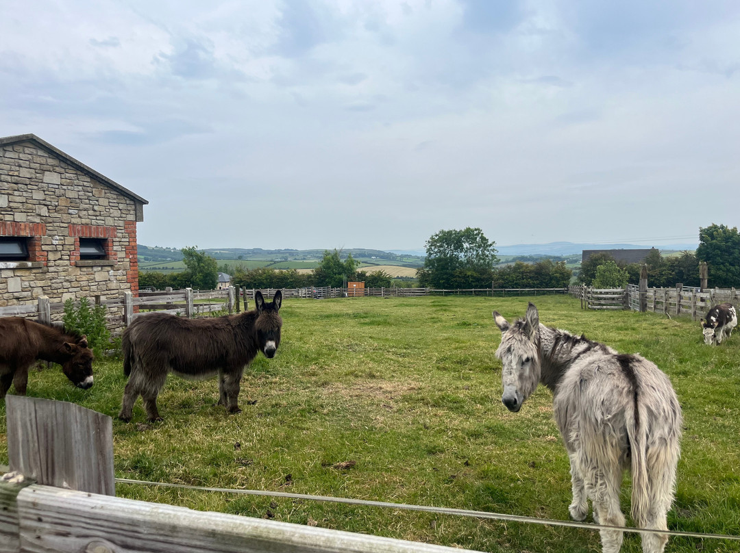 Donegal Donkey Sanctuary-Raphoe必去景点
