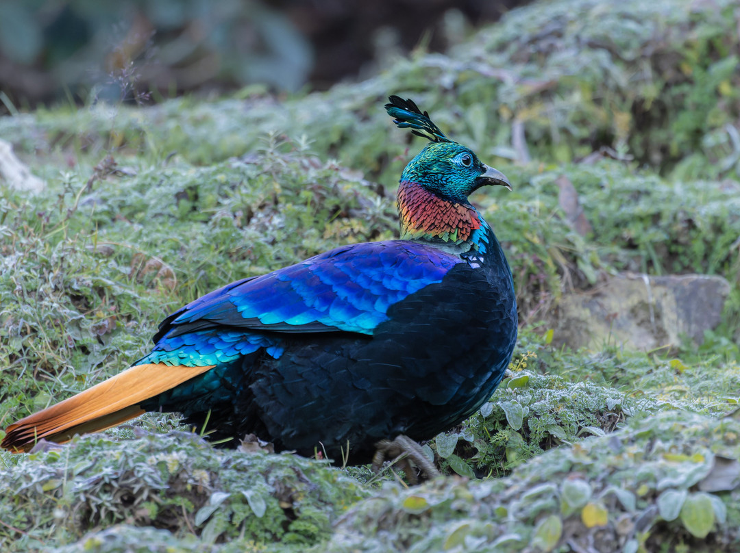 Himalaya Birding Guide景点图片