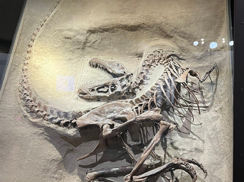 Hammerhead Scenic Tours-卡尔加里必去景点