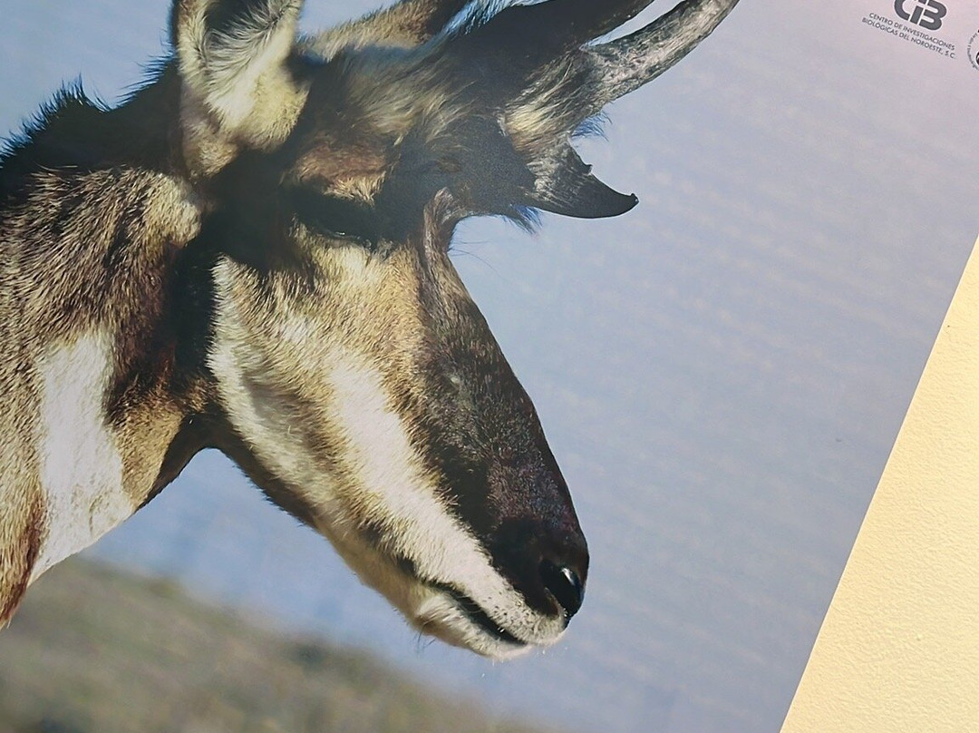 Museo de Antropologia e Historia de Baja California Sur-拉巴斯必去景点