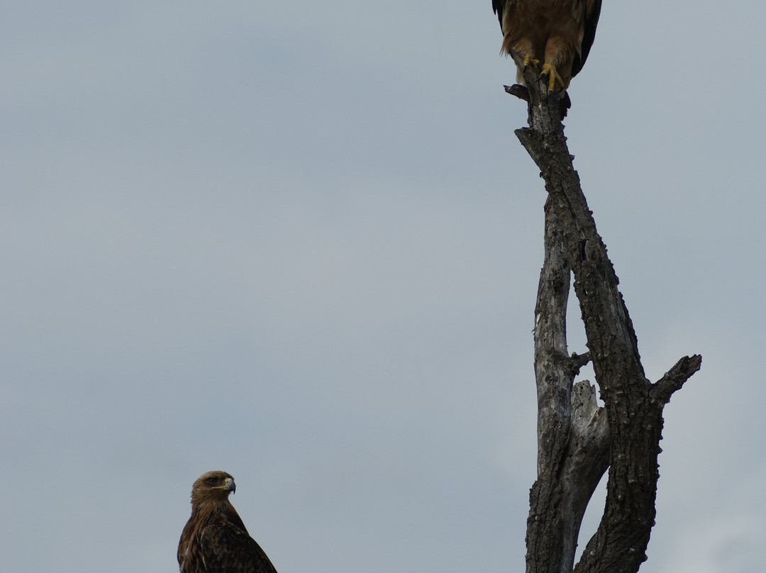Lihlosi Safari and Touring-马里兰必去景点