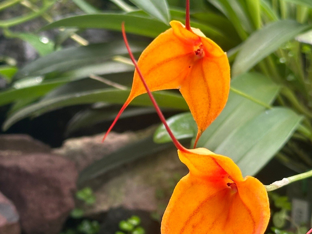 Jardín Botánico de Quito-基多必去景点