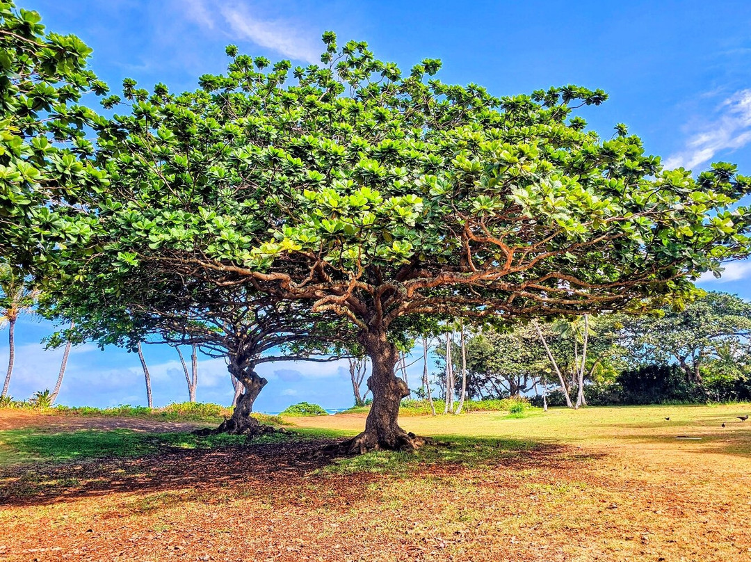 Kokololio Beach Park-哈乌乌拉必去景点