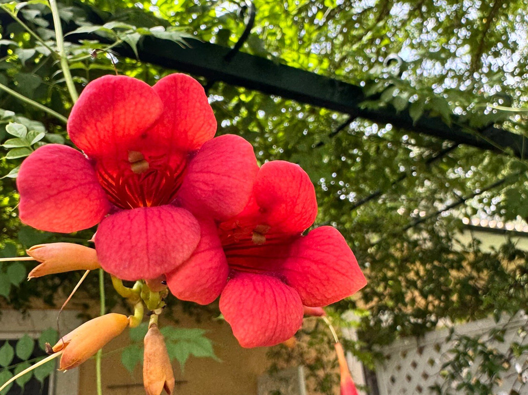 Pelecas Country Club主图