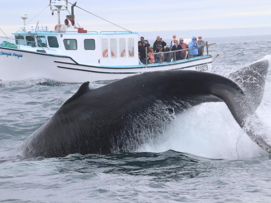 Freeport Whale & Seabird Tours景点图片