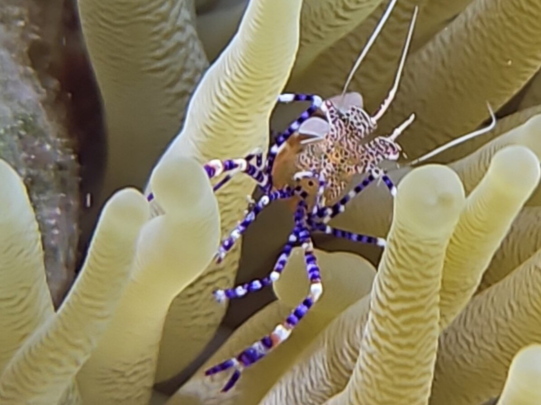 B Diving & Watersports-威廉斯塔德必去景点