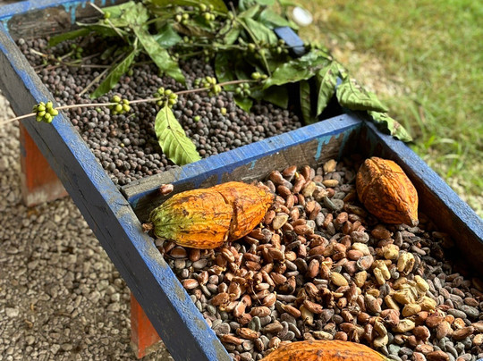 Yay Punta Cana-蓬塔卡纳必去景点