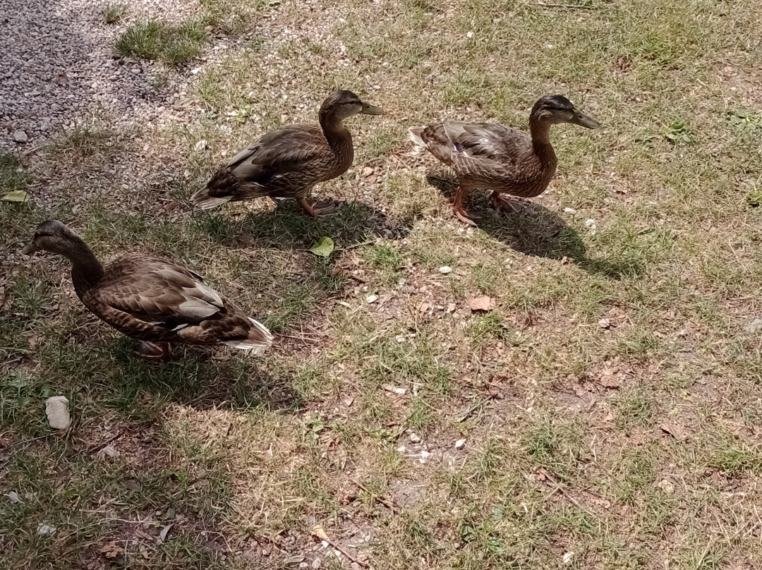Bar Spiaggia Libera Moyra 2.0-Caldonazzo必去景点